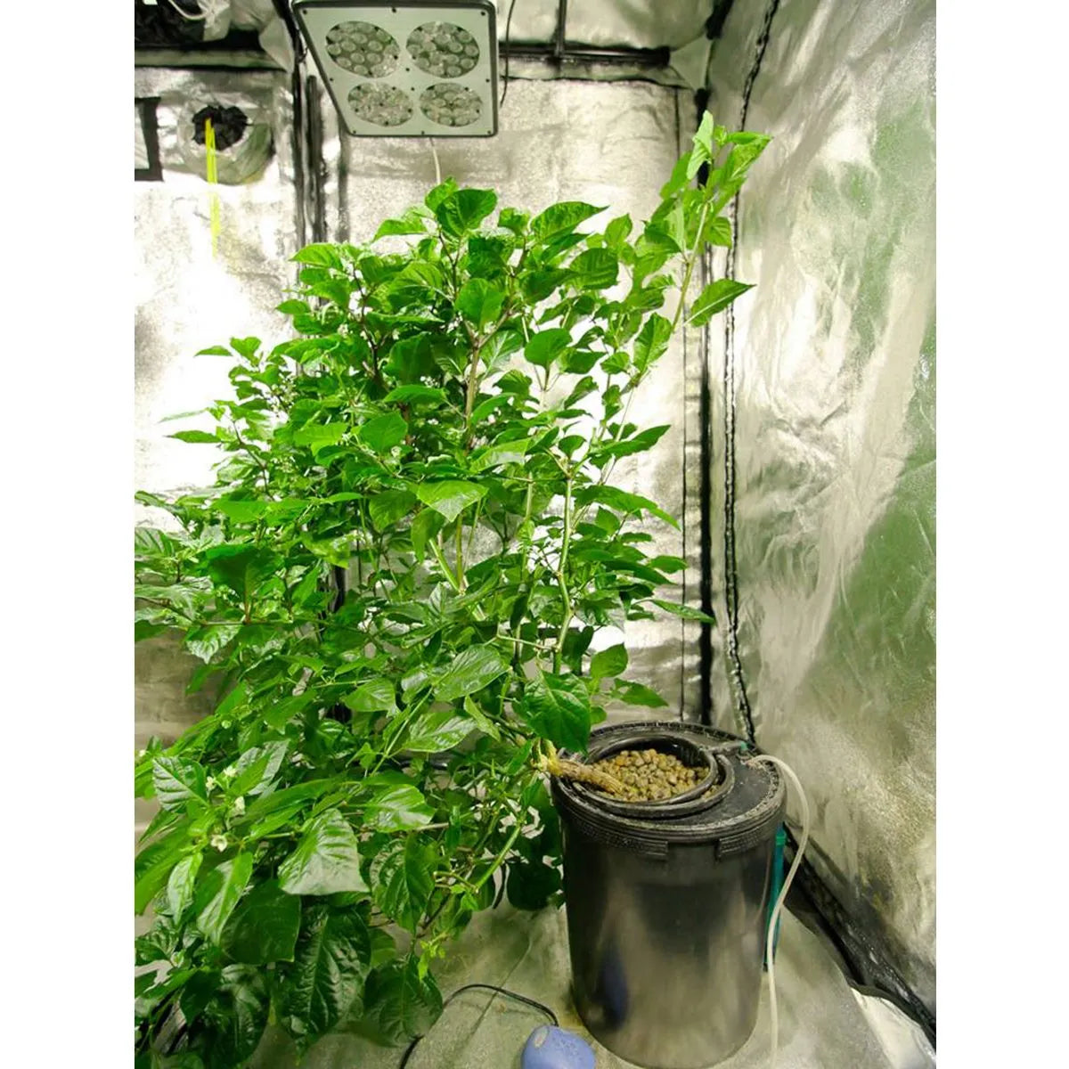 DWC Oxy-Ring Growtopf 19 L – mit integriertem Luftverteiler für Hydro-Systeme