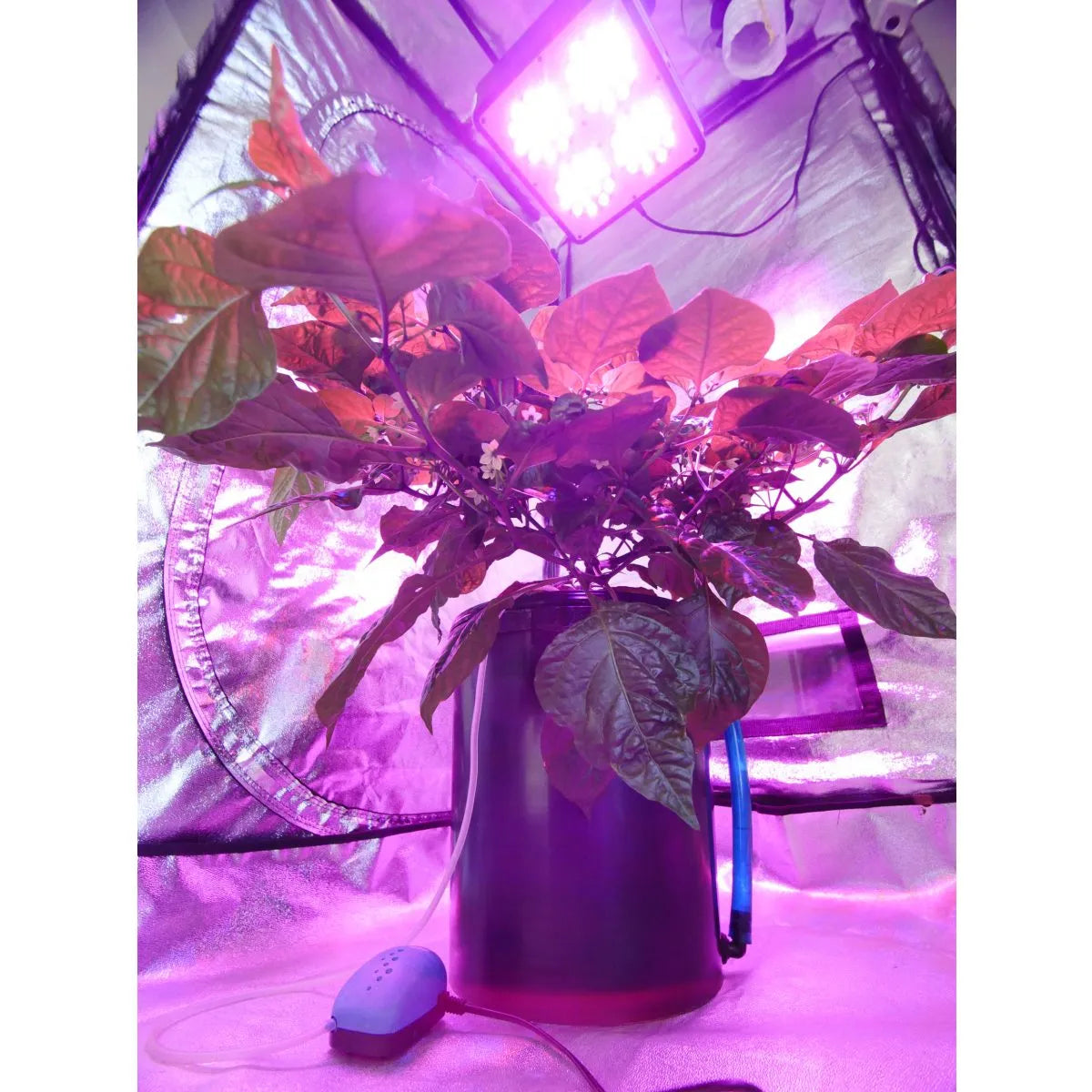 DWC Oxy-Ring Growtopf 19 L – mit integriertem Luftverteiler für Hydro-Systeme