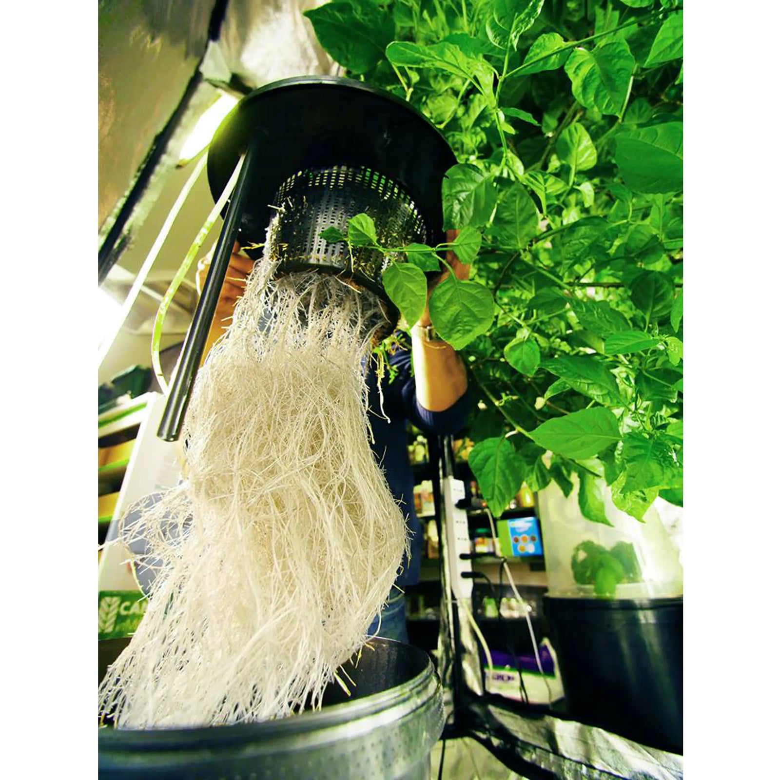 DWC Oxy-Ring Growtopf 19 L – mit integriertem Luftverteiler für Hydro-Systeme